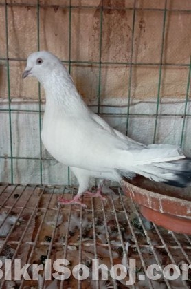 Pigeon for Sale